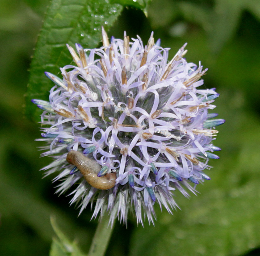 Изображение особи Echinops exaltatus.