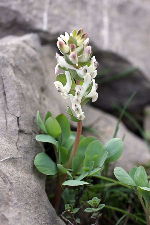 Image of Corydalis ledebouriana specimen.