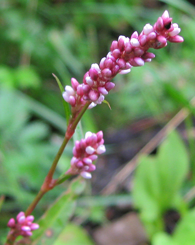 Изображение особи Persicaria maculosa.