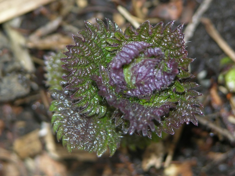 Image of Urtica platyphylla specimen.