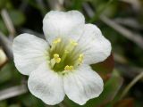 Diapensia obovata. Цветок. Камчатский край, Елизовский район, на горно-луговом склоне, горная тундра, подножье вулкана Авачинская сопка. Июль.