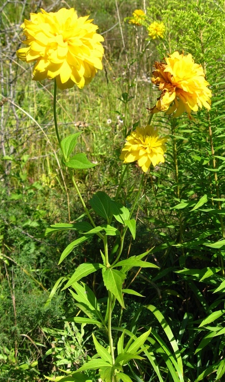 Image of Rudbeckia laciniata var. hortensia specimen.