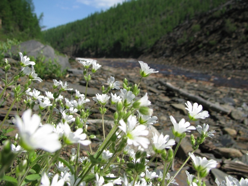 Image of Cerastium subciliatum specimen.