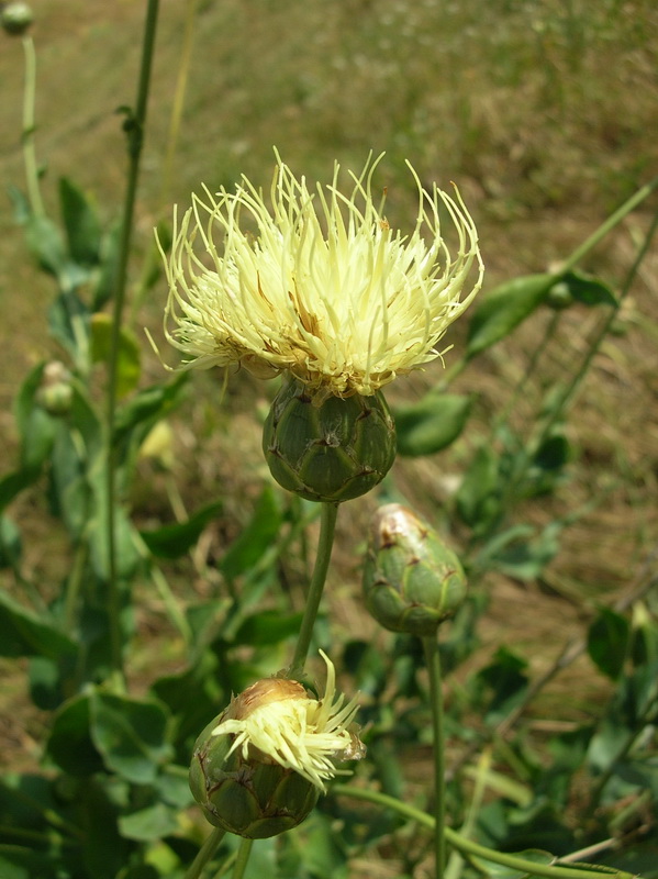 Image of Rhaponticoides turkestanica specimen.