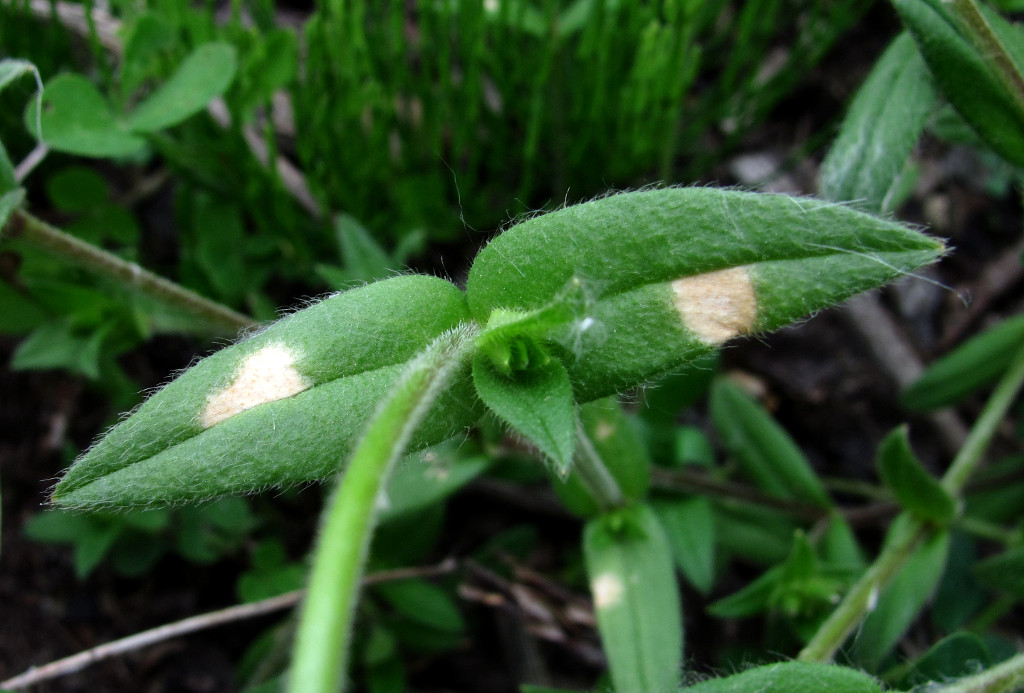 Image of Cerastium holosteoides specimen.