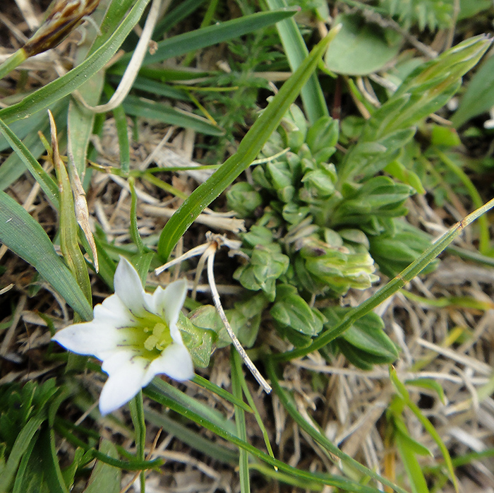 Image of Gentiana aquatica specimen.