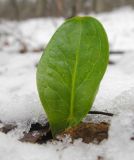 Arum elongatum. Первый лист. Краснодарский край, Новороссийский р-н, гора Рябкова, дубово-грабовый лес. 08.02.2015.