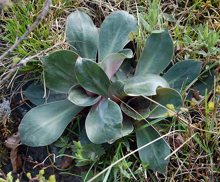 Image of Goniolimon speciosum specimen.