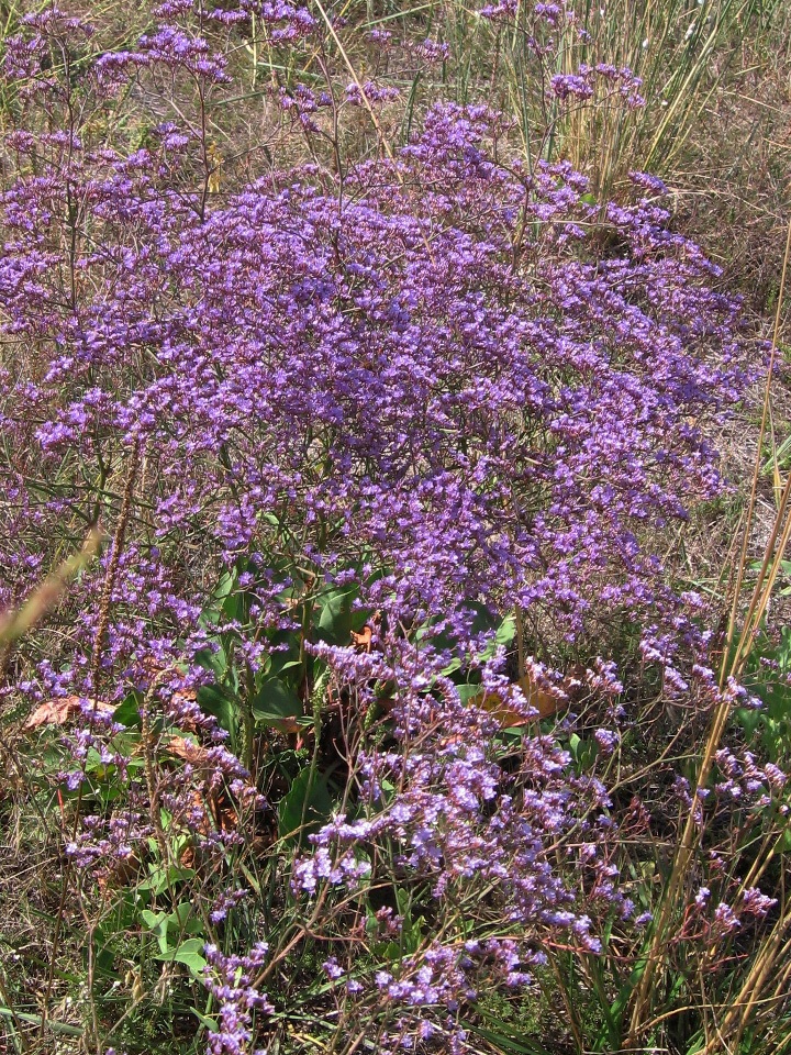 Изображение особи Limonium scoparium.