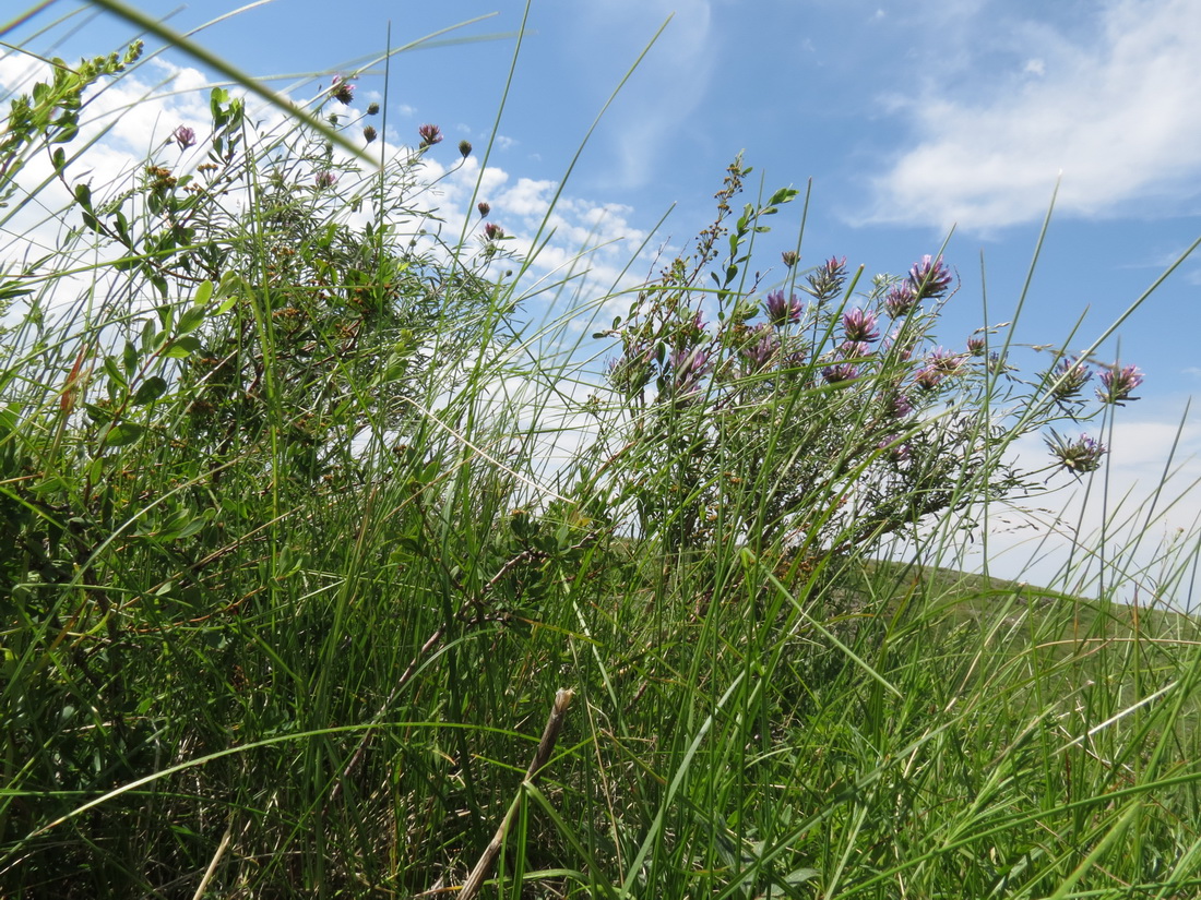 Изображение особи Astragalus arbuscula.