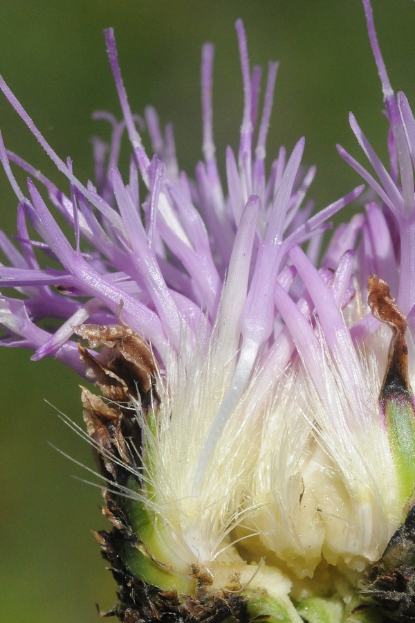 Image of Klasea marginata specimen.