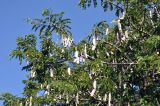 Tamarindus indica. Верхушки ветвей плодоносящего дерева. Андаманские о-ва, о-в Лонг, в культуре. 07.01.2015.