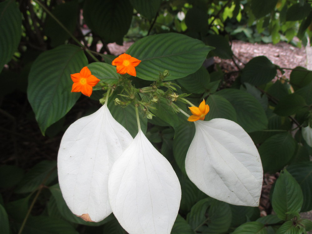 Image of Mussaenda frondosa specimen.