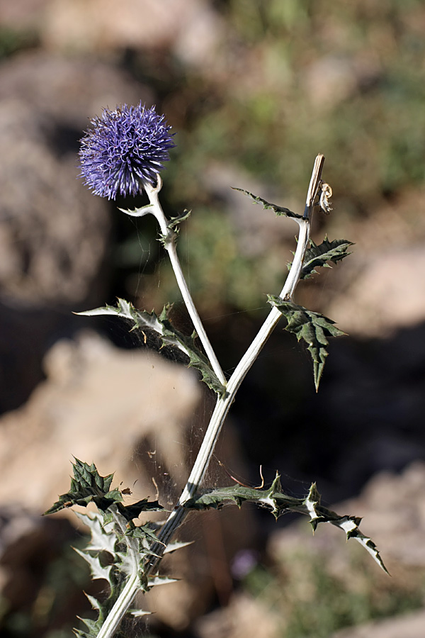 Image of Echinops talassicus specimen.