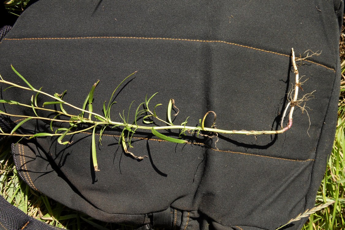 Image of Achillea ptarmica specimen.