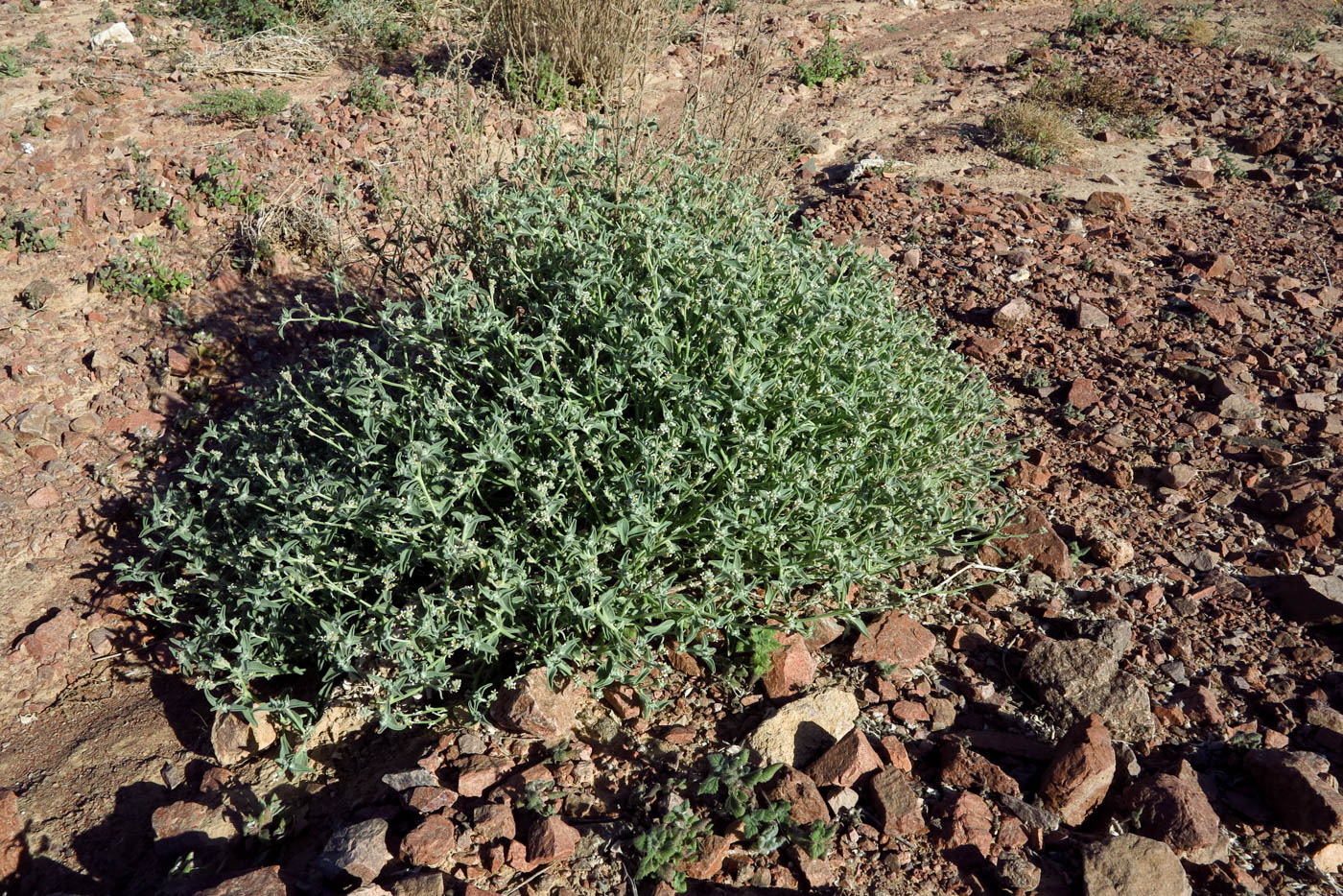 Image of Morettia parviflora specimen.