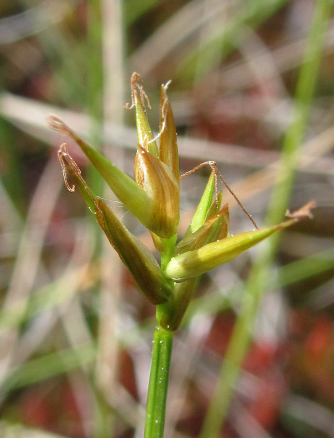 Image of Carex pauciflora specimen.