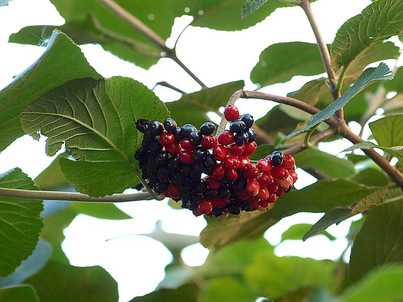 Image of Viburnum lantana specimen.