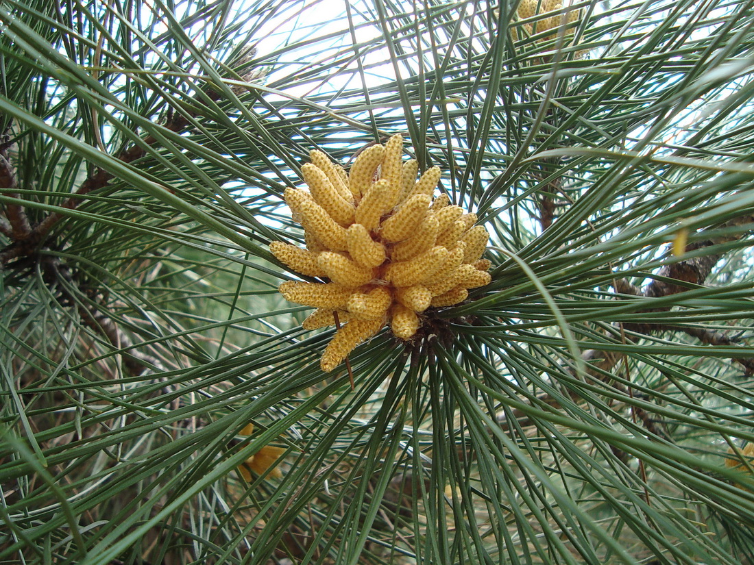 Image of genus Pinus specimen.