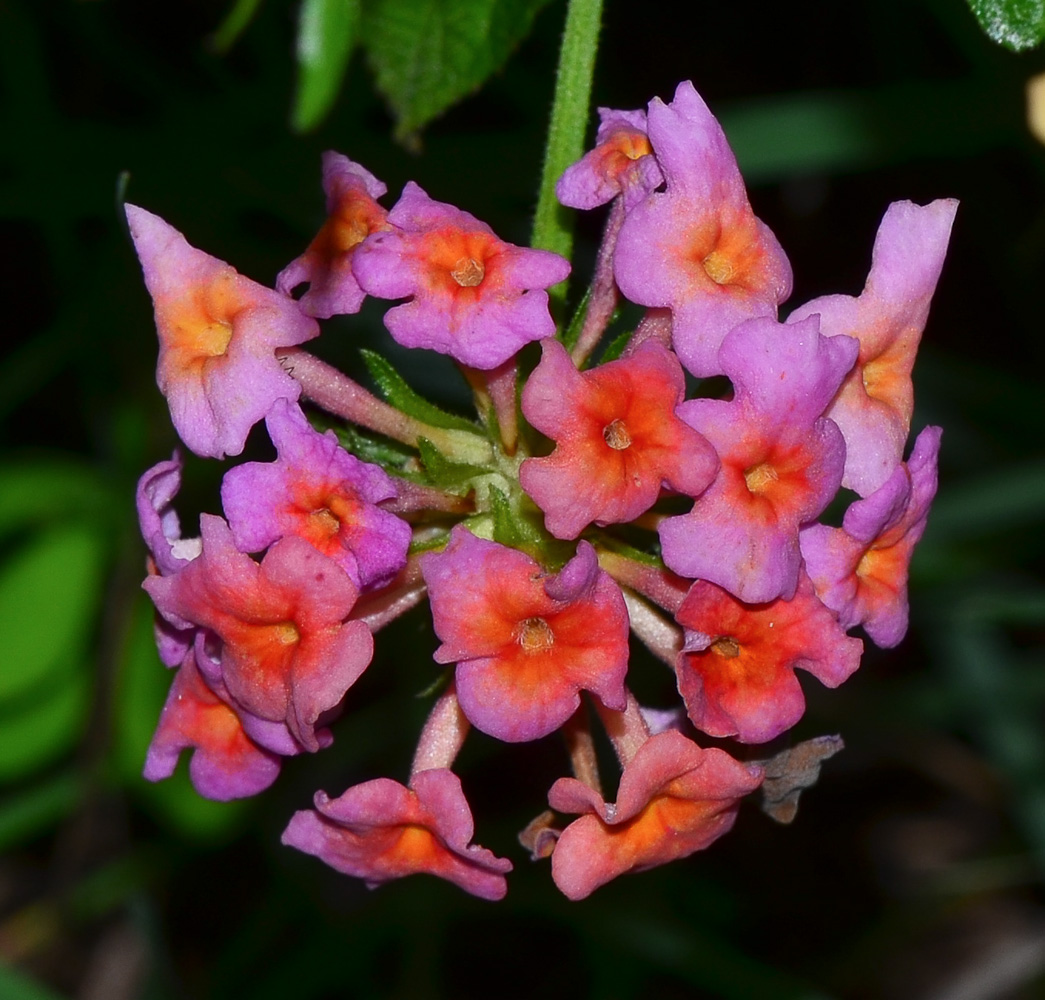 Image of Lantana camara specimen.