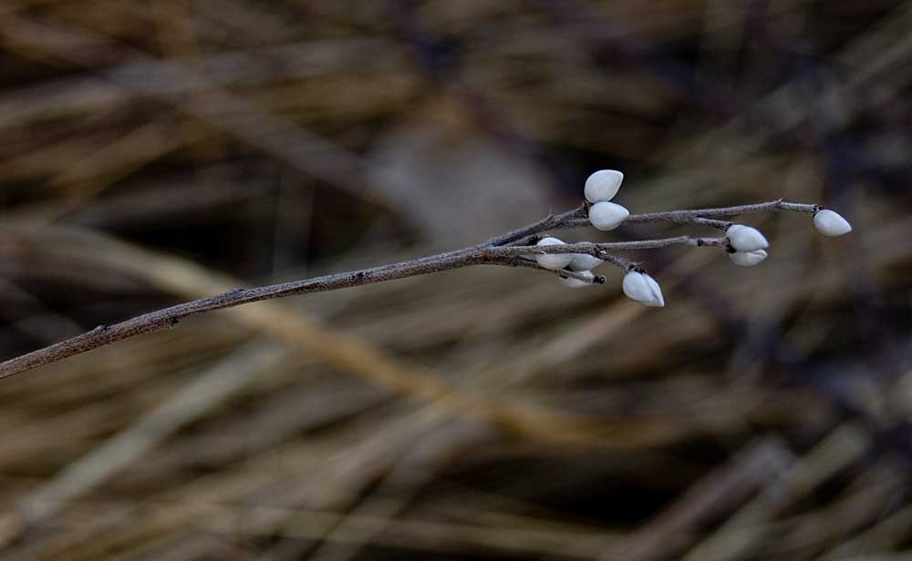 Image of Lithospermum officinale specimen.