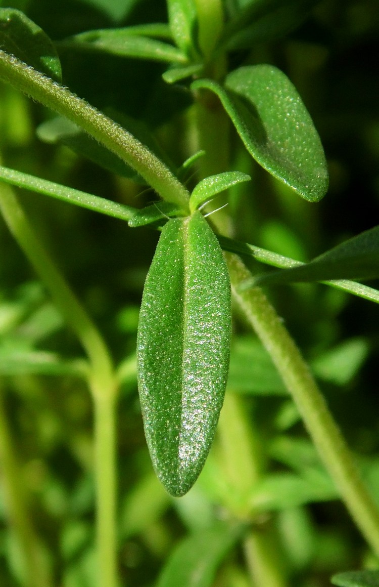 Изображение особи Thymus marschallianus.