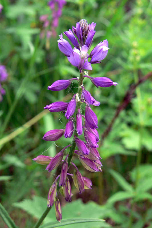 Изображение особи Polygala wolfgangiana.