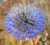 Смотреть изображение Echinops biebersteinii