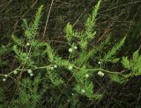 Asparagus pallasii. Часть побега с незрелыми плодами. Крым, Арабатская стрелка, галофитный луг. 28 мая 2016 г.