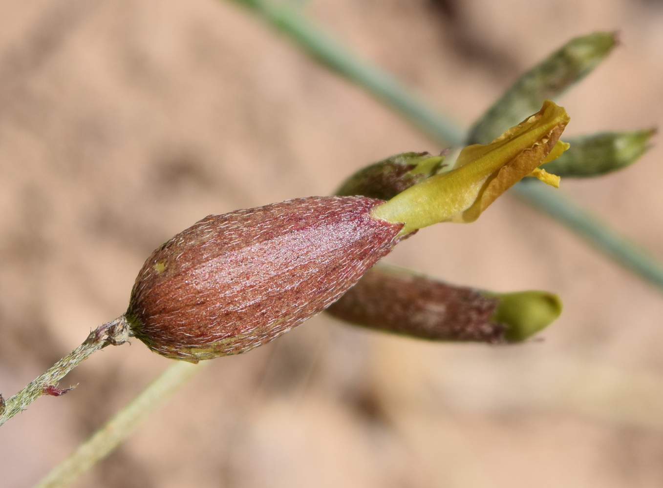 Изображение особи Astragalus xanthomeloides.