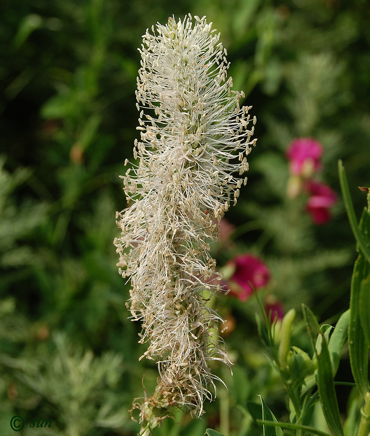 Image of Plantago media specimen.