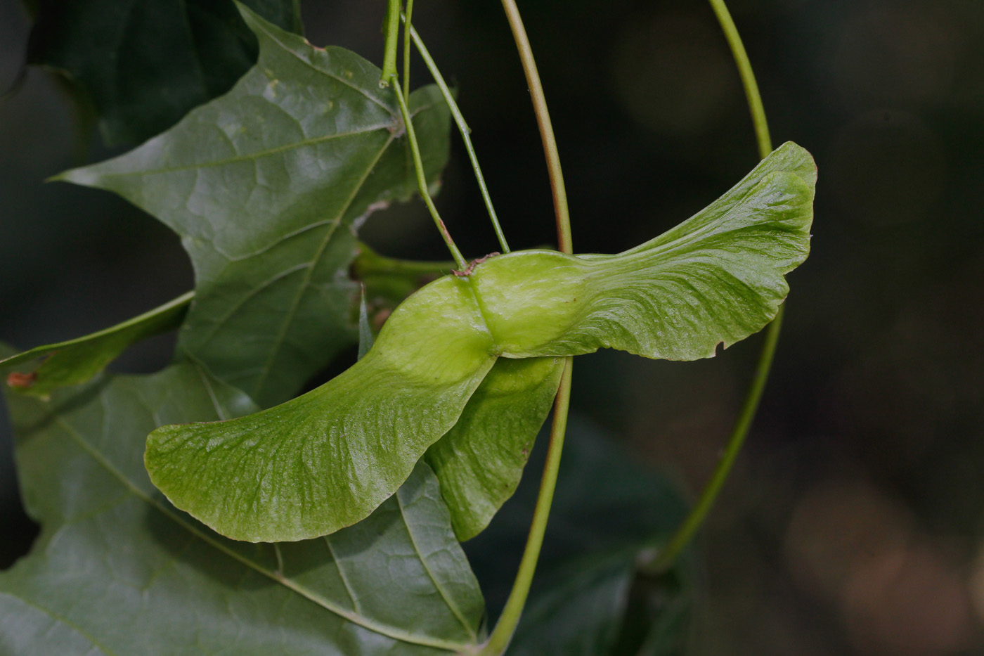 Image of Acer platanoides specimen.