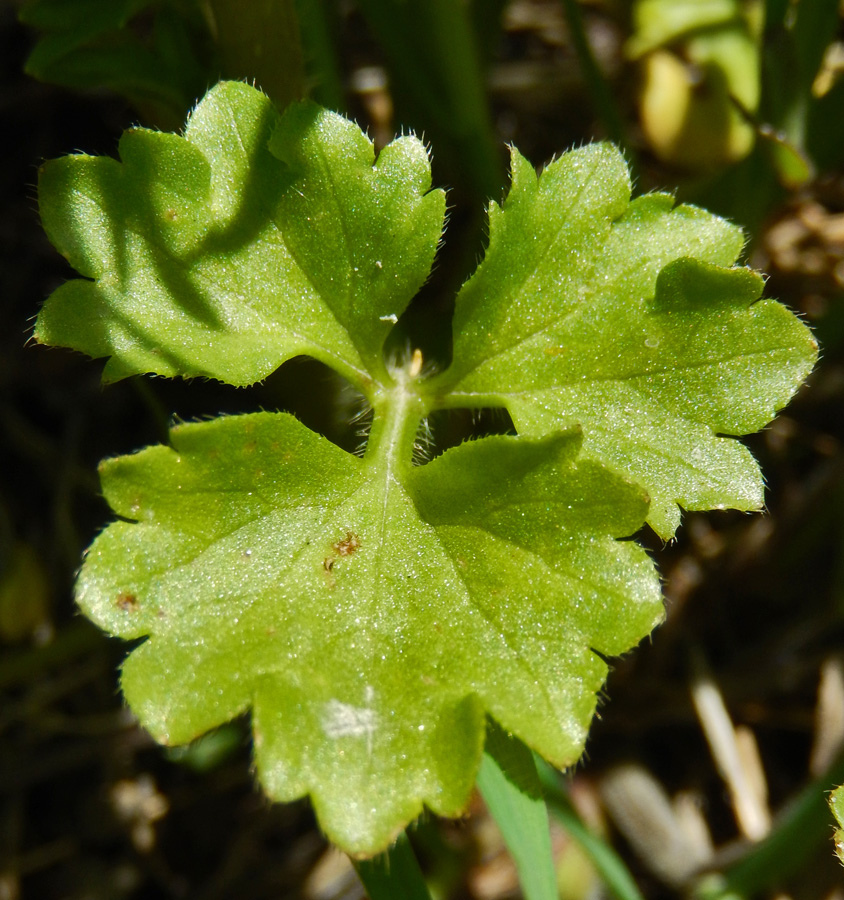 Image of Ranunculus trachycarpus specimen.