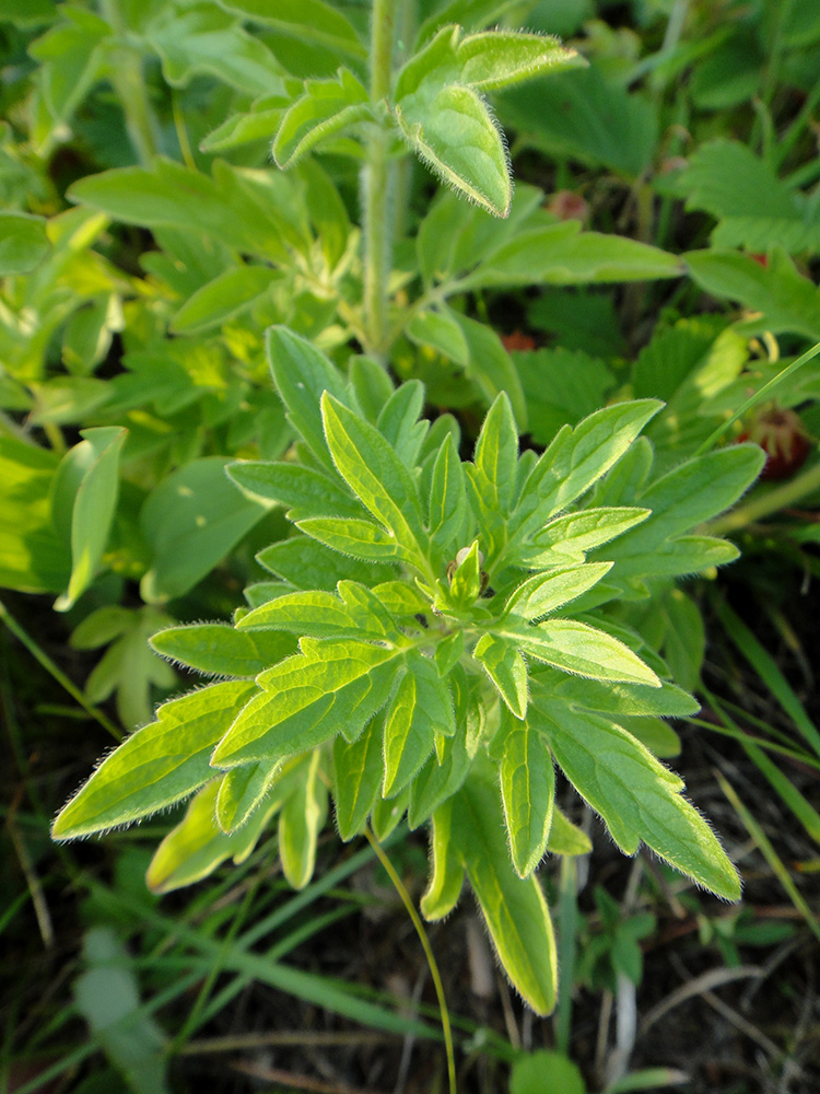 Image of Schizonepeta multifida specimen.