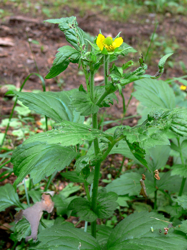 Изображение особи Geum aleppicum.