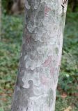 Pinus bungeana. Часть ствола. Крым, Никитский ботанический сад, в культуре. 04.10.2016.