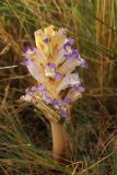 Orobanche amoena. Соцветие. Казахстан, Тянь-Шань, хр. Таласский, предгорная равнина, сложенная древними речными наносами, кромка каньона Коксай, участок в степном сообществе. 16.06.2016.