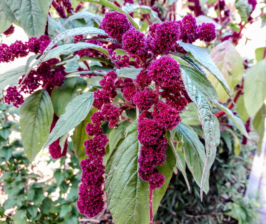 Image of Amaranthus caudatus specimen.