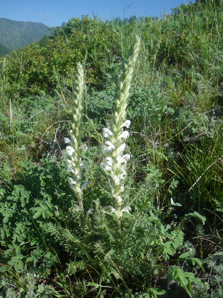 Изображение особи Pedicularis achilleifolia.