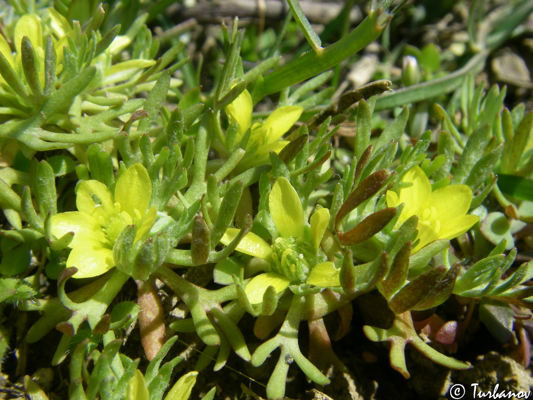 Image of Ceratocephala platyceras specimen.