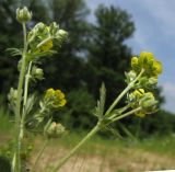 Potentilla canescens