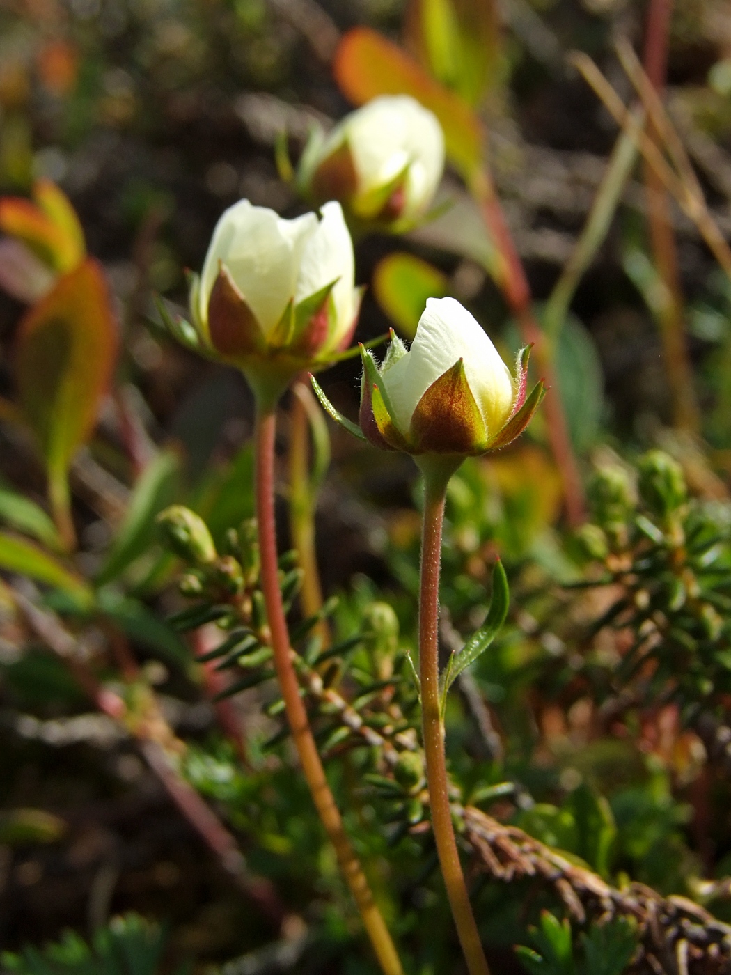 Image of Sieversia pusilla specimen.