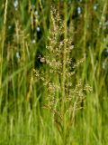 семейство Poaceae. Соцветие. Украина, Запорожская обл., Гуляйпольский р-н, г. Гуляйполе, берег р. Гайчур. 19.06.2016.