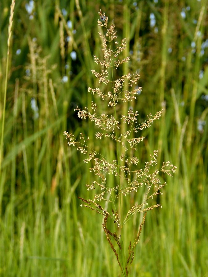 Image of familia Poaceae specimen.