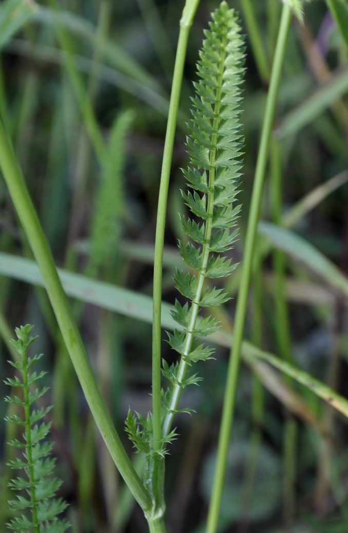 Image of Lagoecia cuminoides specimen.