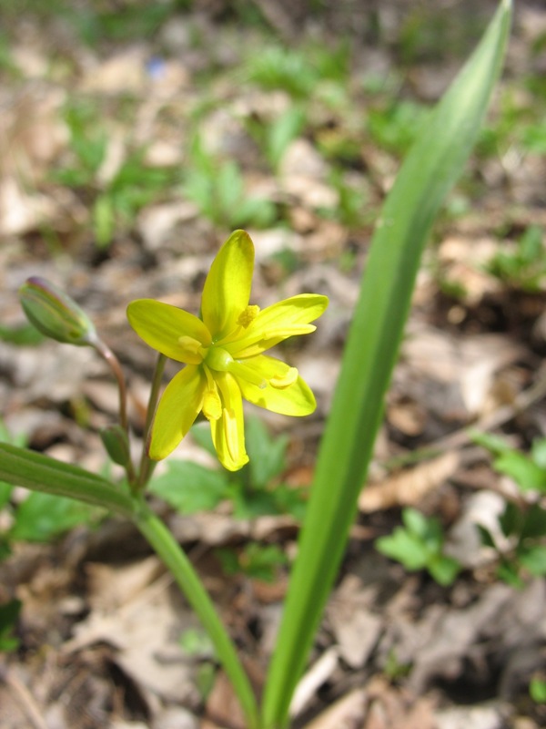 Image of genus Gagea specimen.