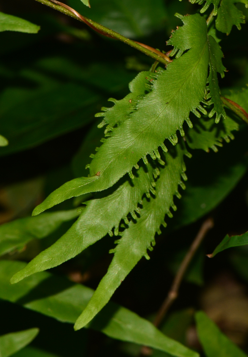 Image of Lygodium polystachyum specimen.