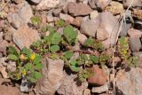 Acmispon maritimus