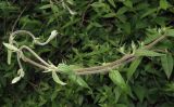 Смотреть изображение Lonicera acuminata