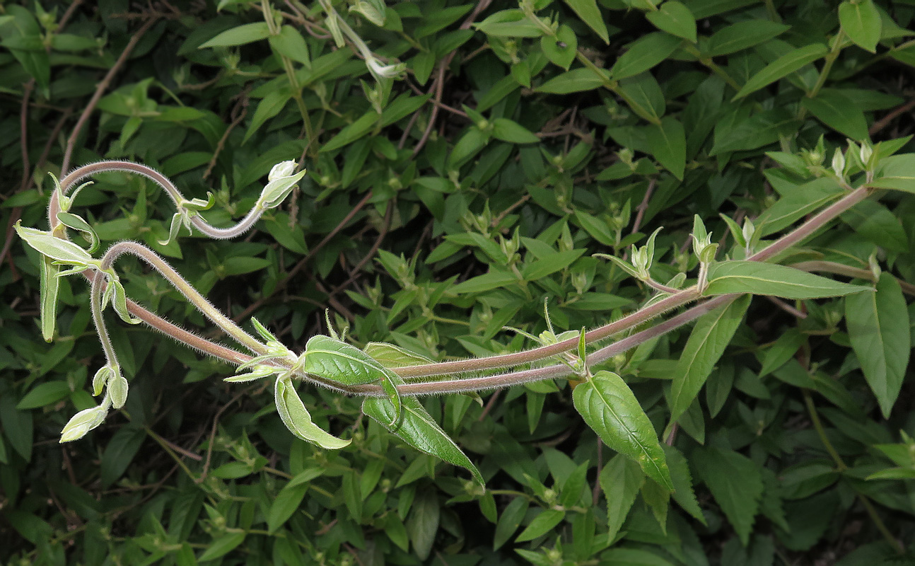 Image of Lonicera acuminata specimen.